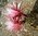 Trichoc. MK2009-04 rosa gestreift, gefüllt, 16x14cm