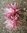Trichoc. MK2009-04 rosa gestreift, gefüllt, 16x14cm