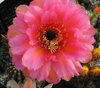 Echinopsis "Fade to Flame"