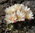 Weingartia trollii "albiflora"