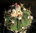 Echinocactus horizonthalonius VZD395 Einzelstück