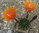 Lobivia pentlandii Hyb. x BEX108x146 orange, 12x12cm