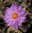 Thelocactus bicolor cv. sehr helle Blüte