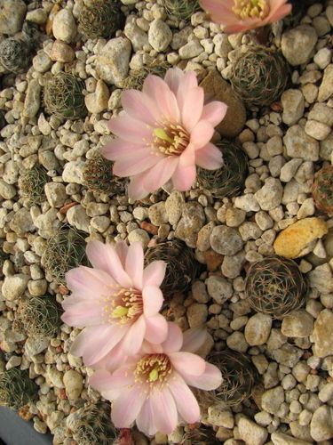 Mediolobivia pygmaea v.gracilispina