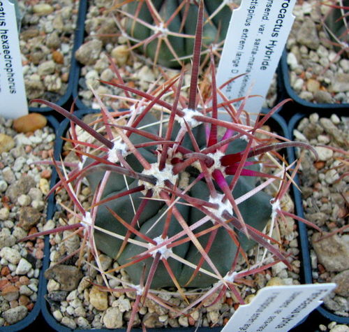 Ferocactus townsendianus v.santa-rita x rectispinus Hyb.