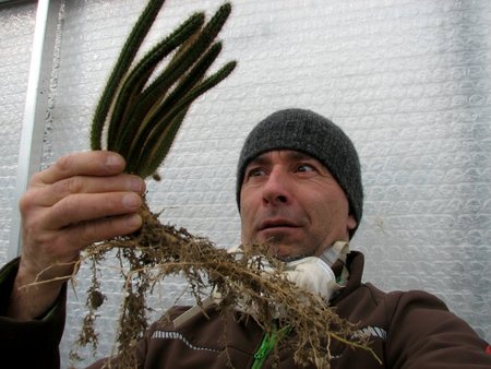 Erdisia apiciflora überrascht mit einer enorm langen, massiven Rübenwurzel, tiefe Töpfe wählen\\n\\n20.11.2018 05:49