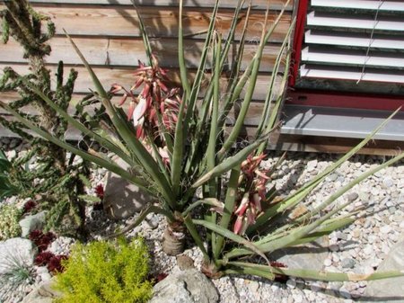 eine winterharte, Stammbildende Yucca baccata Form strotzt selbst widrigsten Wetterverhältnissen und Temperaturen bis unter -25°C\\n\\n28.01.2015 13:19