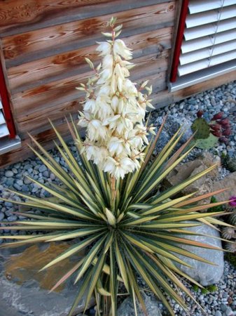 Yucca filamentosa, variegate Form, absolut Winterhart\\n\\n28.01.2015 13:19
