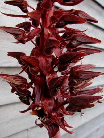 die außergewöhnliche Blüte des Melianthus major- bestäubt durch Fledermäuse,\\n\\n20.11.2018 05:50